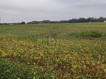 TOP-AGRARINVESTMENT: ERSTE-KLASSE ACKERFLÄCHE IN TIEFER LAGE IM MARCHFELD