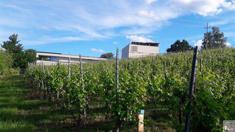 Investitionsmöglichkeit!!!Erfolgreiches Weingut im Burgenland