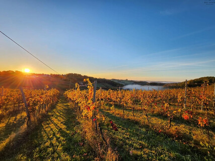 Investitionsmöglichkeit!!!Erfolgreiches Weingut im Burgenland