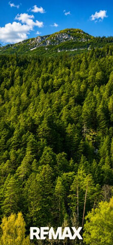 Teilwald in Nassereith – Ein Naturjuwel zum Erwerb!