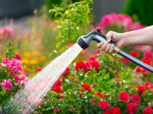 Im Garten wird häufig mehr gegossen als eigentlich notwendig. Die meisten Pflanzen entwickeln durch das richtige Gießverhalten sogar eine gewisse Toleranz für trockene Phasen.