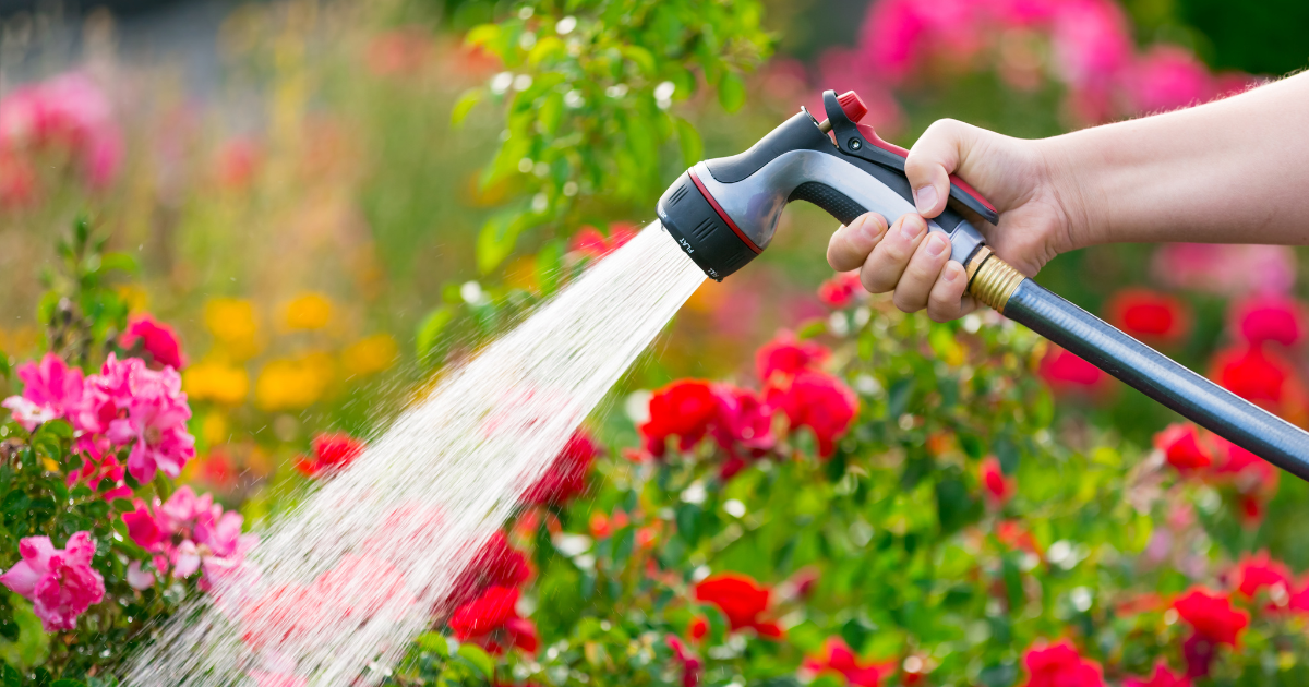 Im Garten wird häufig mehr gegossen als eigentlich notwendig. Die meisten Pflanzen entwickeln durch das richtige Gießverhalten sogar eine gewisse Toleranz für trockene Phasen.