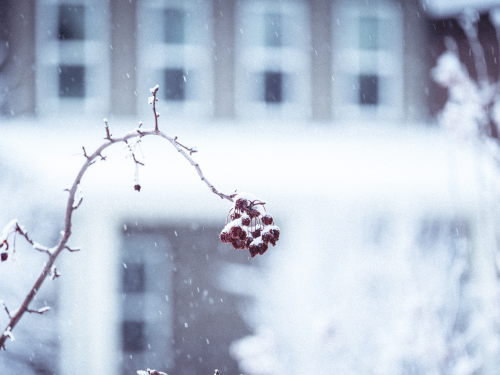 So schützt man Obstbäume am Balkon vor dem ersten Frost
