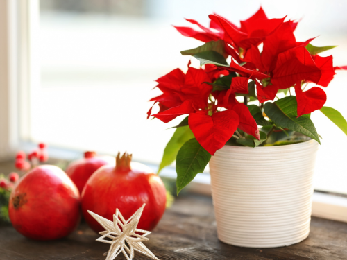 Jetzt ist Weihnachtsstern-Saison. Die tropische Pflanze hat spezielle Ansprüche – besonders die kleinen Sternchen.