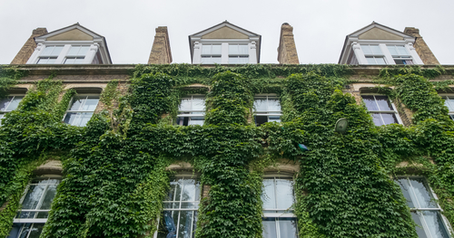 Begrünte Gebäude sind nicht nur eine Wohltat fürs Auge