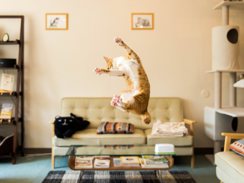 Es gibt vielerlei Möglichkeiten, der Liebe zu den pelzigen Freunden Tribut zu zollen – auch im Wohnbereich.