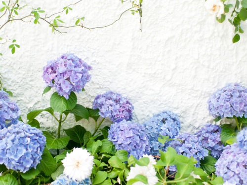 Verblühte Stauden sind wichtig für die Natur.