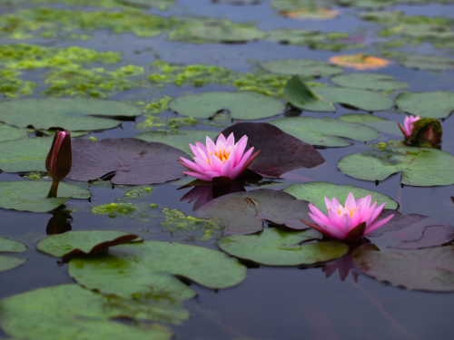 Mehr Wasser im Garten gewünscht? Dann ist ein Miniteich eine gute Idee – er ist nicht nur ein optisches Highlight, sondern bietet auch Fröschen, Insekten und Co. Lebensraum.
